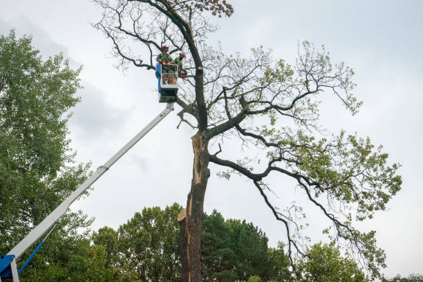 Best Weed Control  in Highlands, NJ