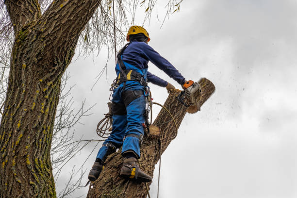 Best Utility Line Clearance  in Highlands, NJ