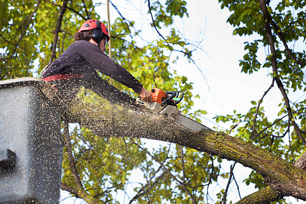 Best Lawn Maintenance Plans  in Highlands, NJ