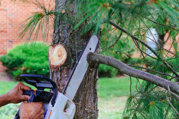 Reliable Highlands, NJ Tree Removal Solutions